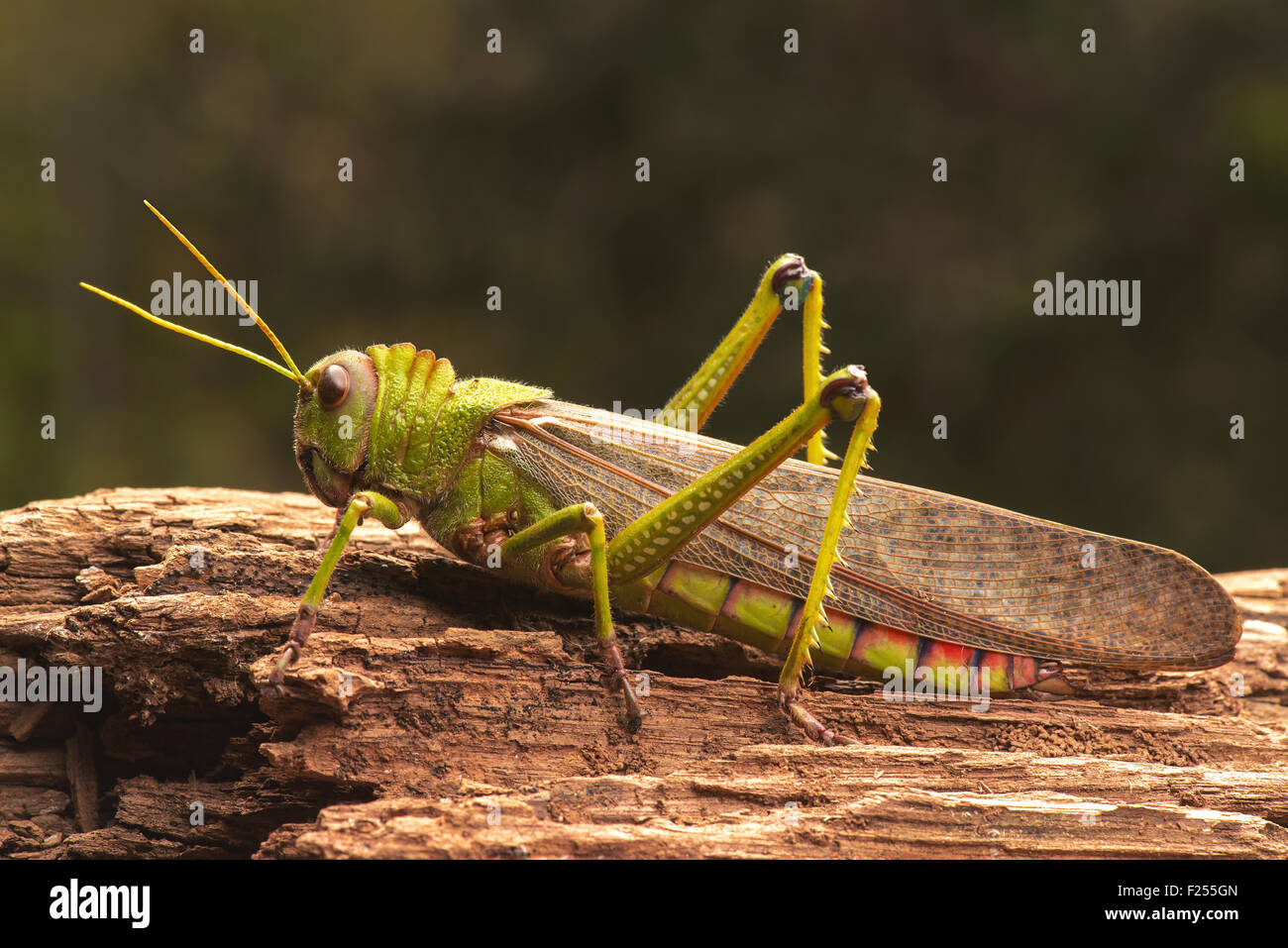 Giant grasshopper on the trunk of a tree. Stock Photo