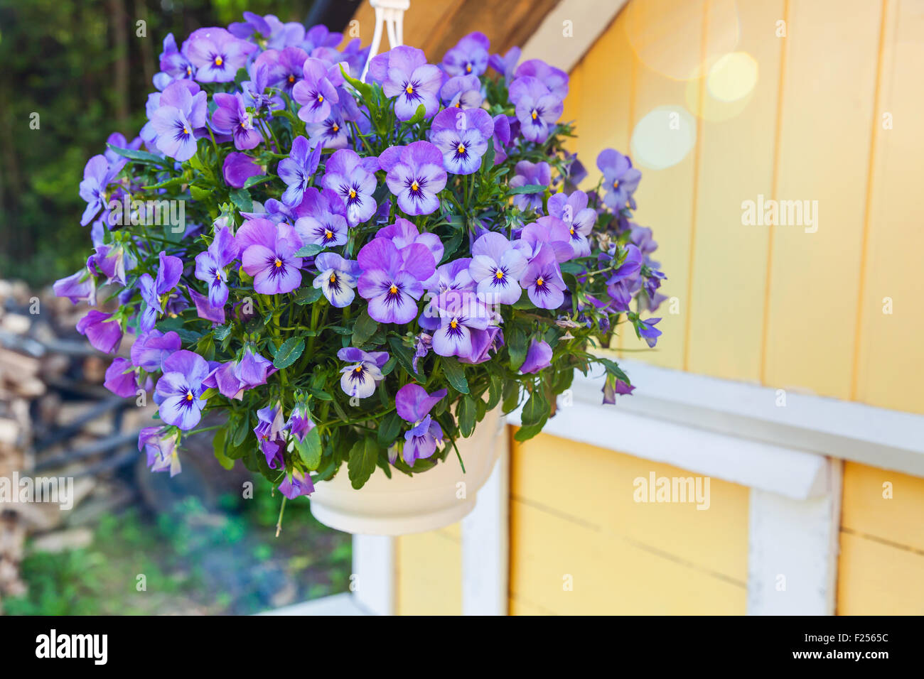 Blue pansies flowers grow in a hanging pot Stock Photo