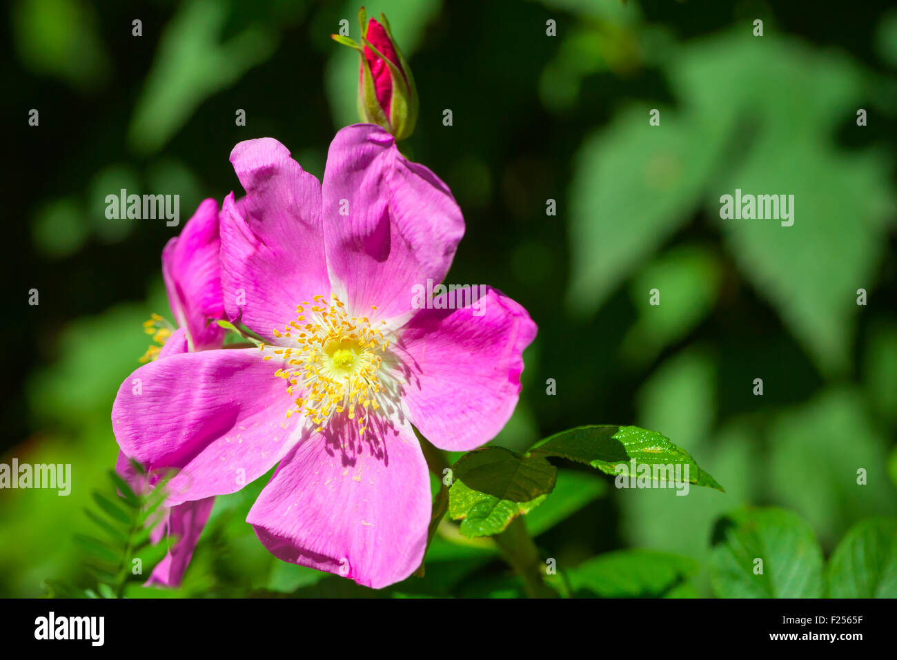 Bright pink wild dog-rose flower macro photo with selective focus Stock Photo