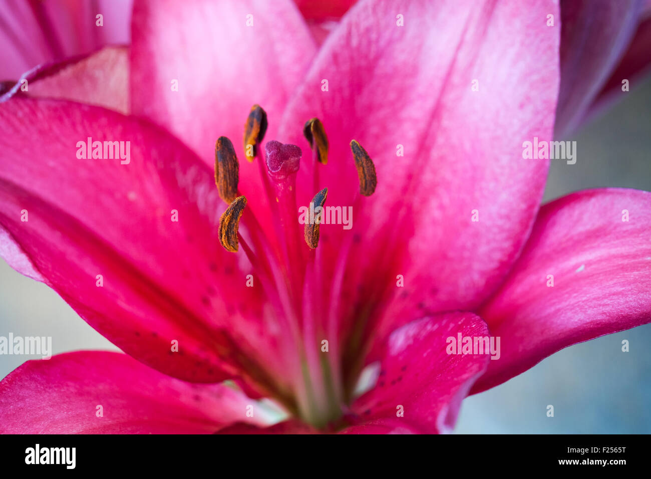 Bright pink lily flower fragment, macro photo with selective focus Stock Photo