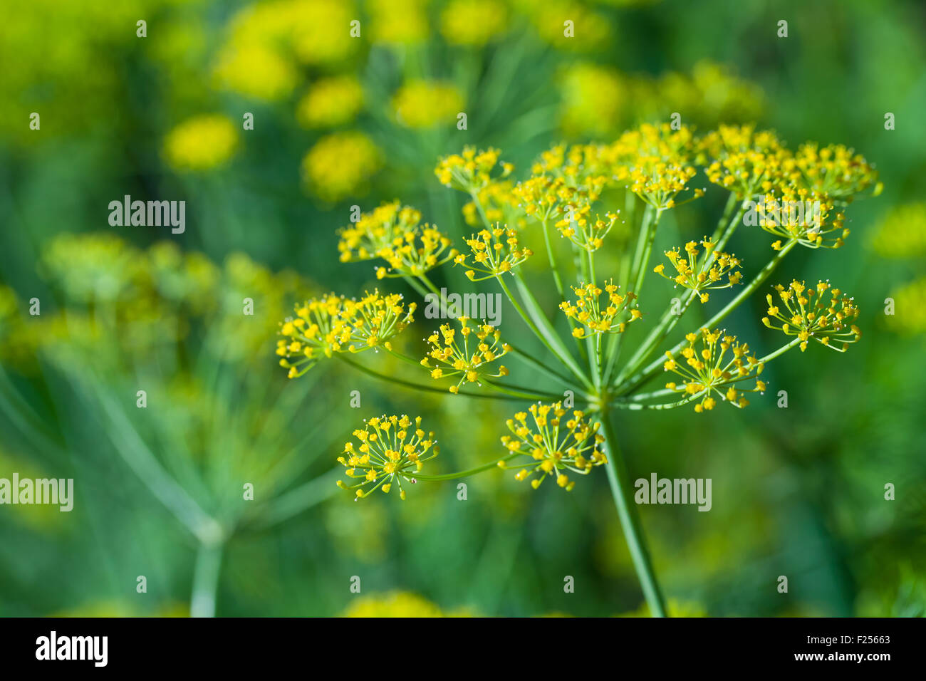 Macro photo of yellow dill flowers in garden Stock Photo Alamy