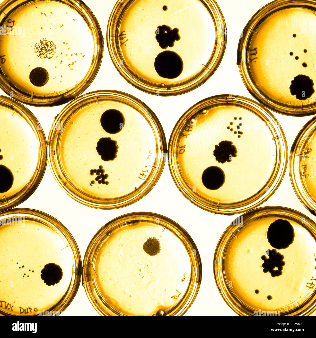 Growing Bacteria in Petri Dishes. Stock Photo