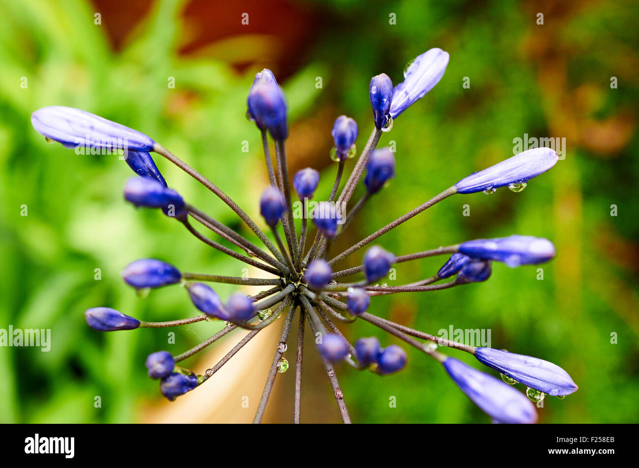 Close up of Agapanthus flower with rain drops Stock Photo