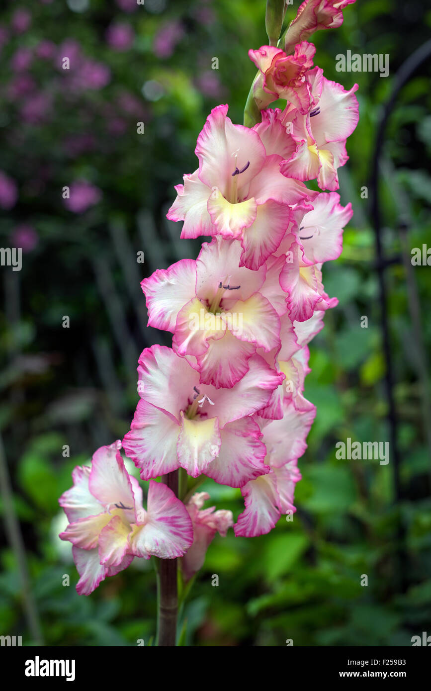 Gladioli 'Gladiolus' Stock Photo