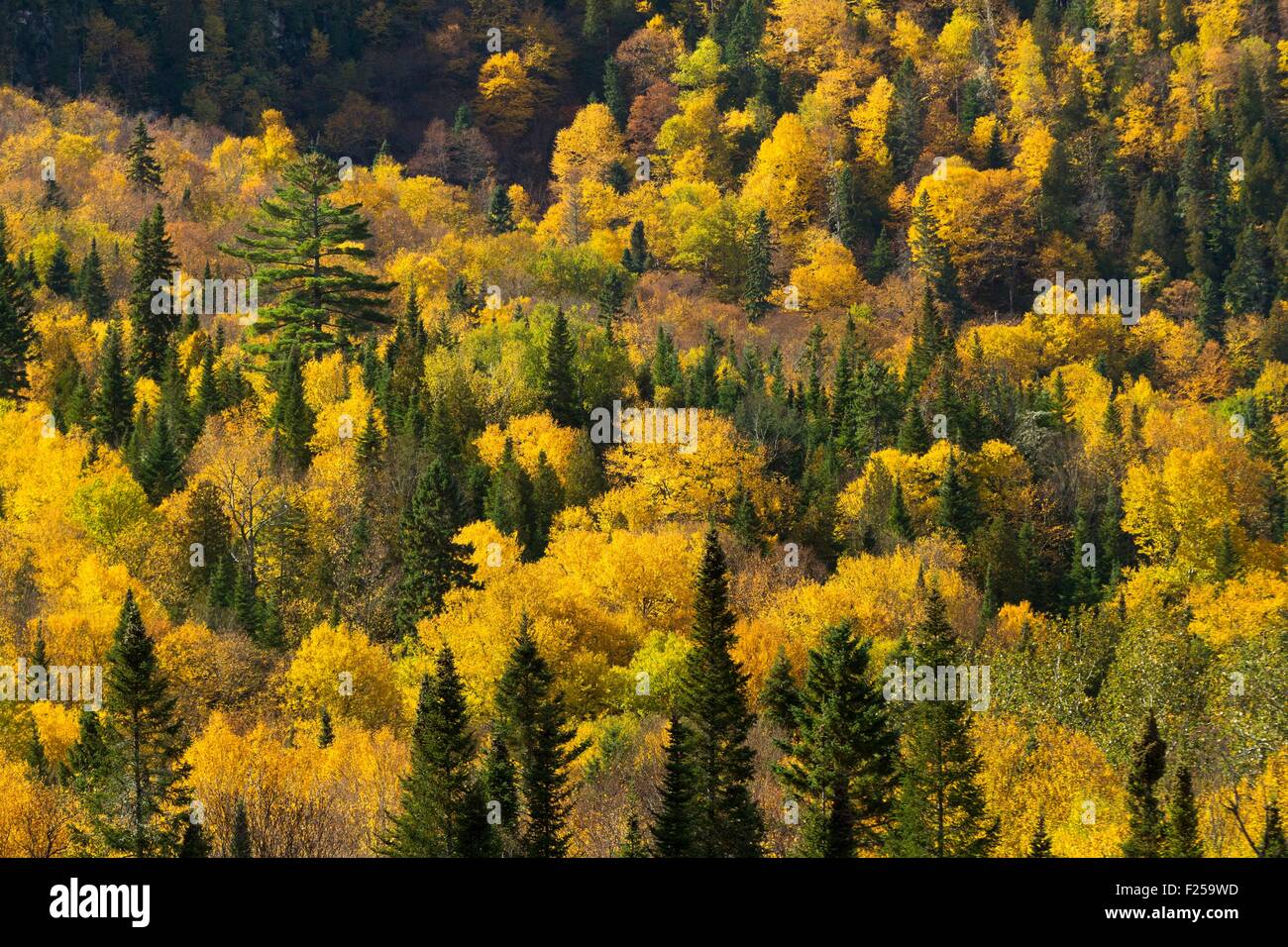 Canada, Quebec province, Saguenay Lac Saint Jean, Tadoussac Road, Route