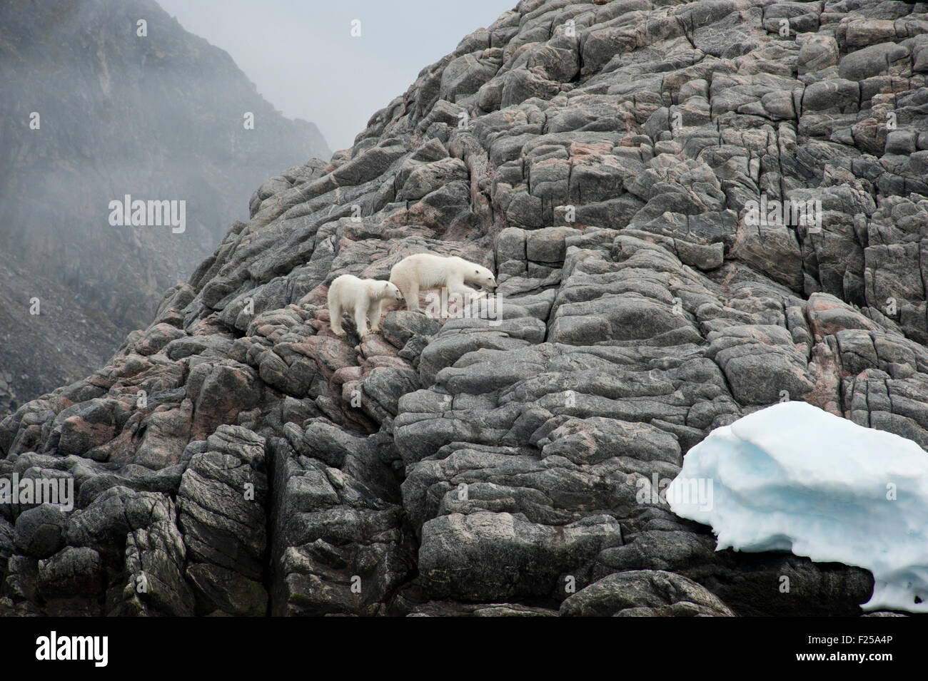 Mother and cub Polar Bears, Ursus maritimus, walking on rocks, Baffin Island, Canadian Arctic Stock Photo