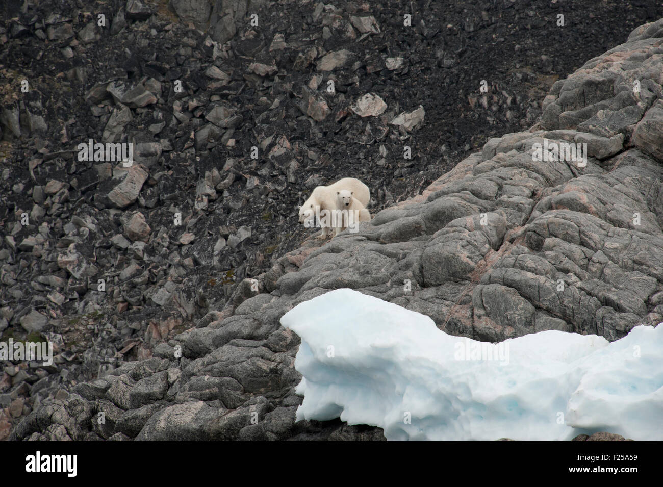 Mother and cub Polar Bears, Ursus maritimus, walking on rocks, Baffin Island, Canadian Arctic Stock Photo