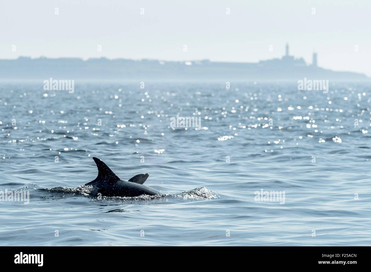 France, Finistere, Le Conquet, Common bottlenose dolphin (Tursiops truncatus) in Iroise sea Stock Photo