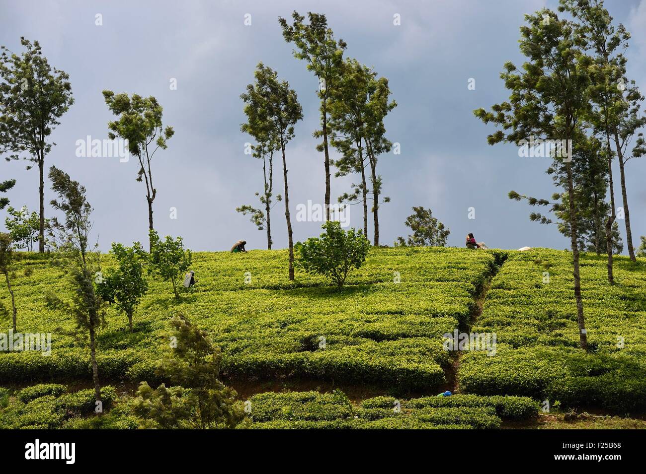 Sri Lanka, center province, Dalhousie, tea plantation Stock Photo