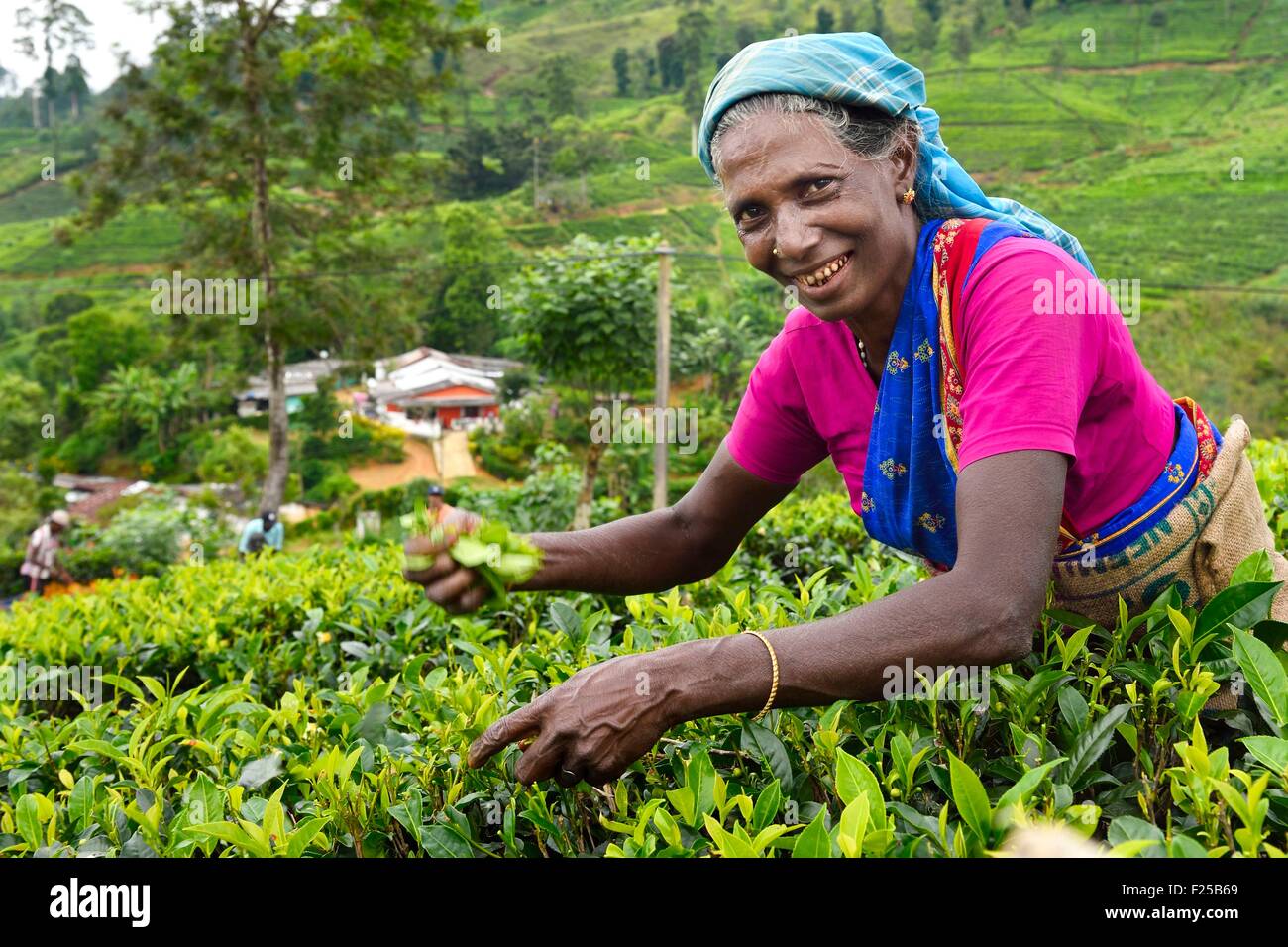 Sri Lanka, center province, Dalhousie, Tamil woman picking tea leaves in a tea plantation Stock Photo