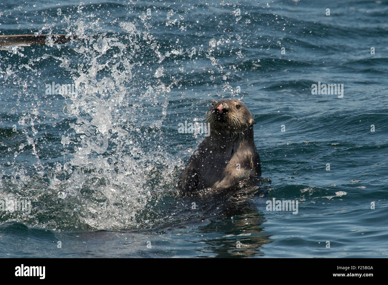 Southern sea otter, Enhydra lutris nereis, splashing, also known as California Sea Otter, Monterey, California, Pacific Ocean Stock Photo
