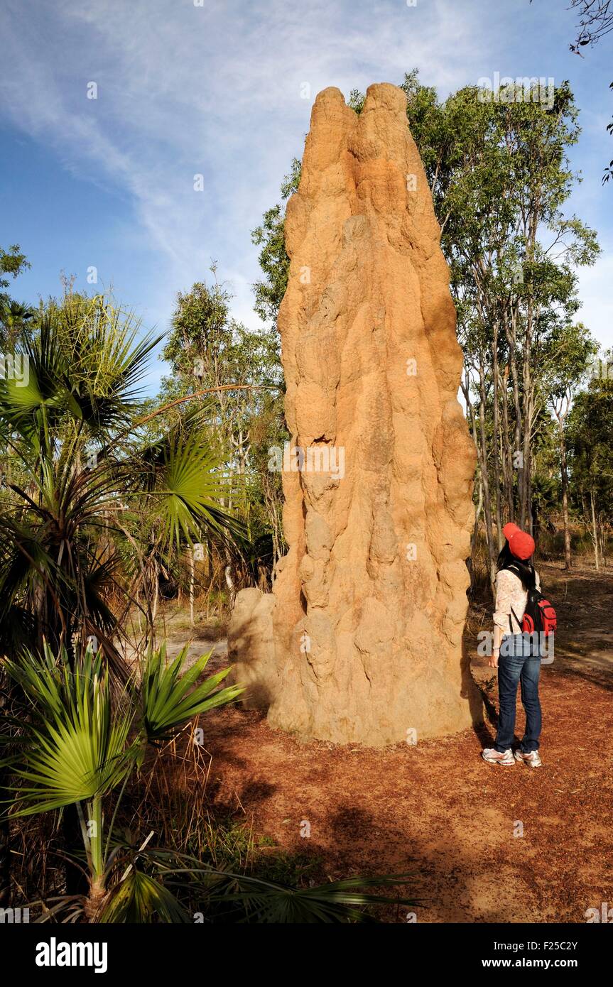Australia, Northern Territory, Litchfield National Park, cathedral termite mound (MR Dawa OK) Stock Photo