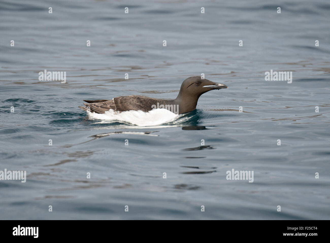 Thick-billed murre or Brünnich's guillemot, Uria lomvia, adult on water, Baffin Island, Canadian Arctic Stock Photo