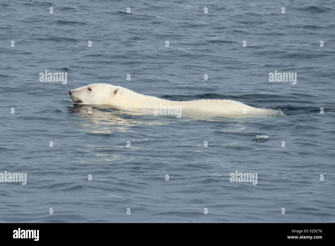 Male Polar Bear, Ursus maritimus, swimming near Baffin Island, Canadian Arctic Stock Photo