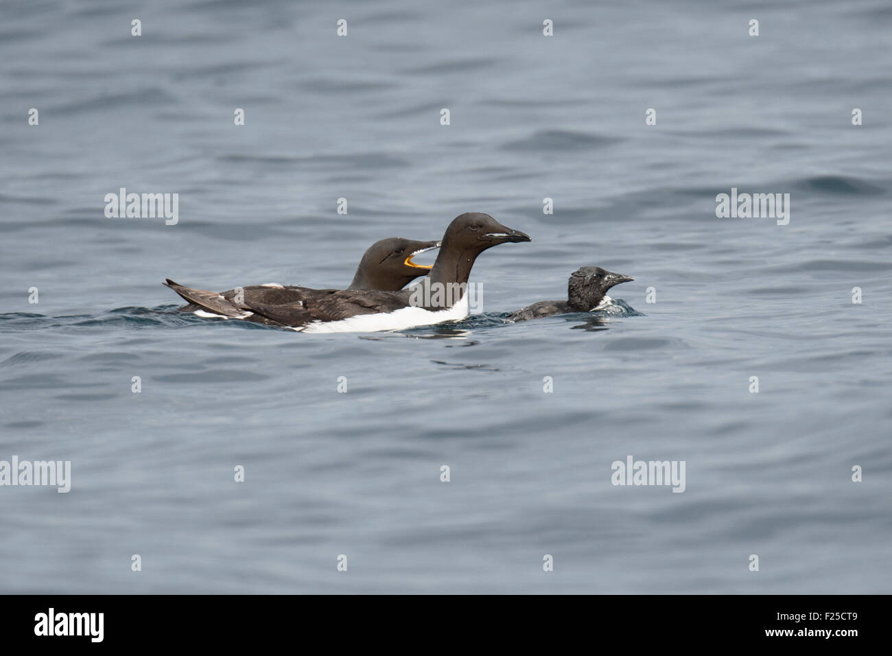 Thick-billed murre or Brünnich's guillemot, Uria lomvia, adults and chick, Baffin Island, Canadian Arctic Stock Photo