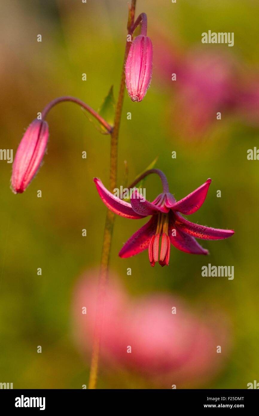 France, Cantal, Prat de Bouc pass, Martagon Lily (Lilium martagon), regional protection Stock Photo
