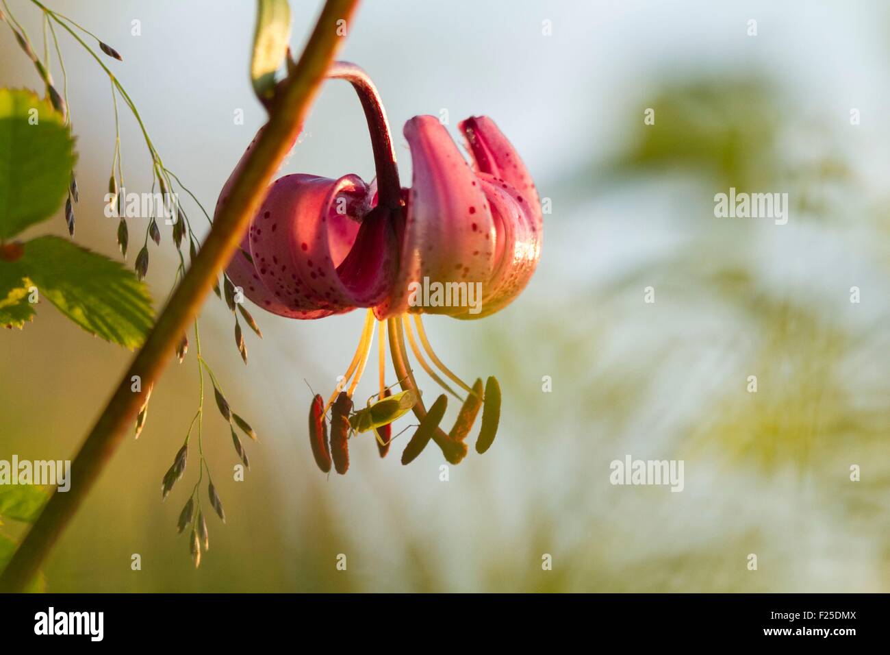 France, Cantal, Prat de Bouc pass, Martagon Lily (Lilium martagon), regional protection Stock Photo