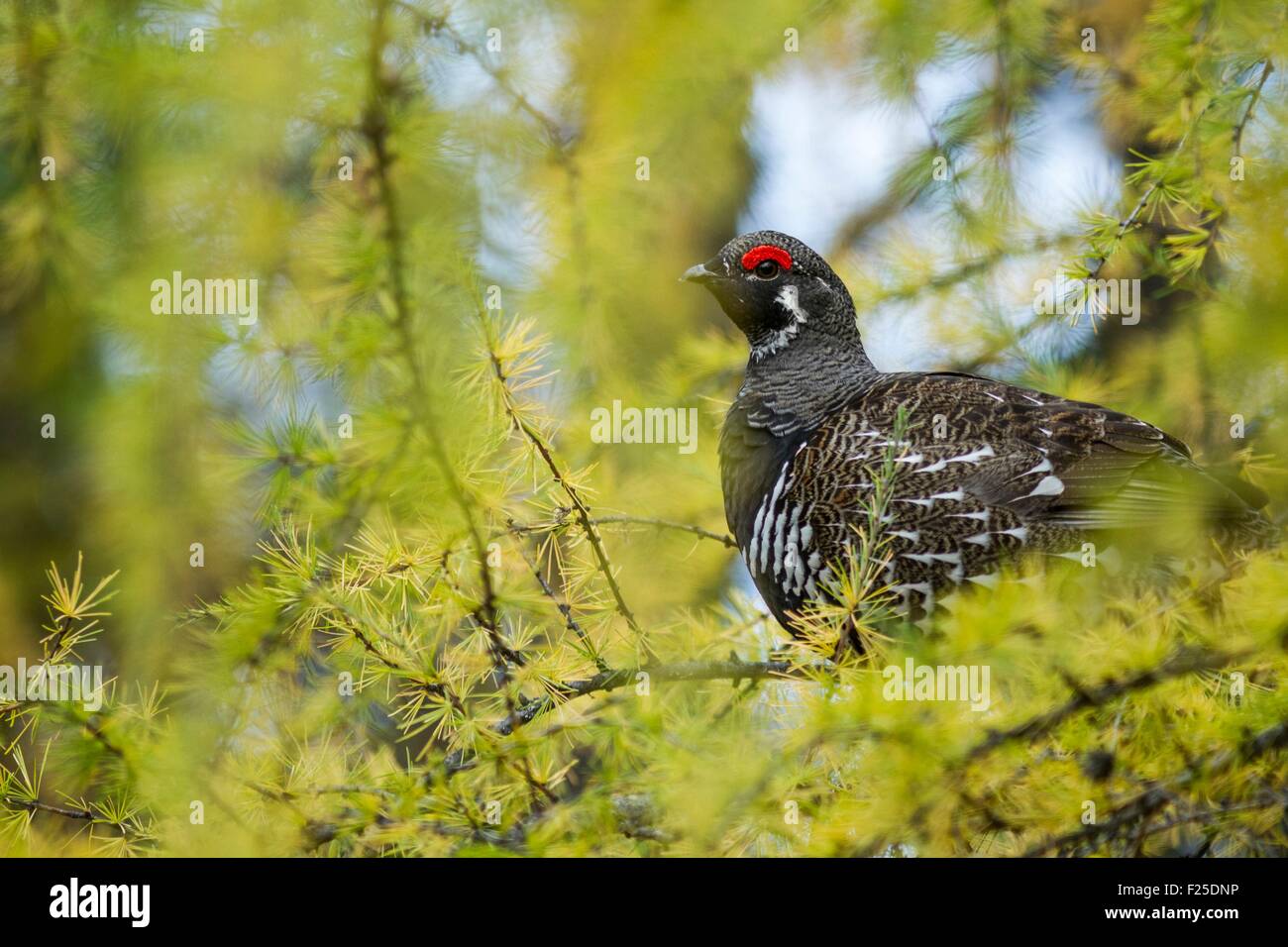 Canada, Quebec province, Charlevoix, Great Gardens Conservation Park, Canada Grouse male (Falcipennis canadensis) in larch (Larix laricina), autumn, IUCN LC Stock Photo