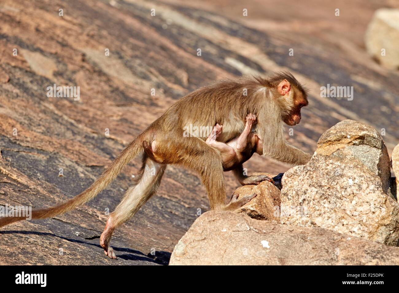 Asia, India, Karnataka, Sandur Mountain Range, Bonnet macaque (Macaca radiata) Stock Photo