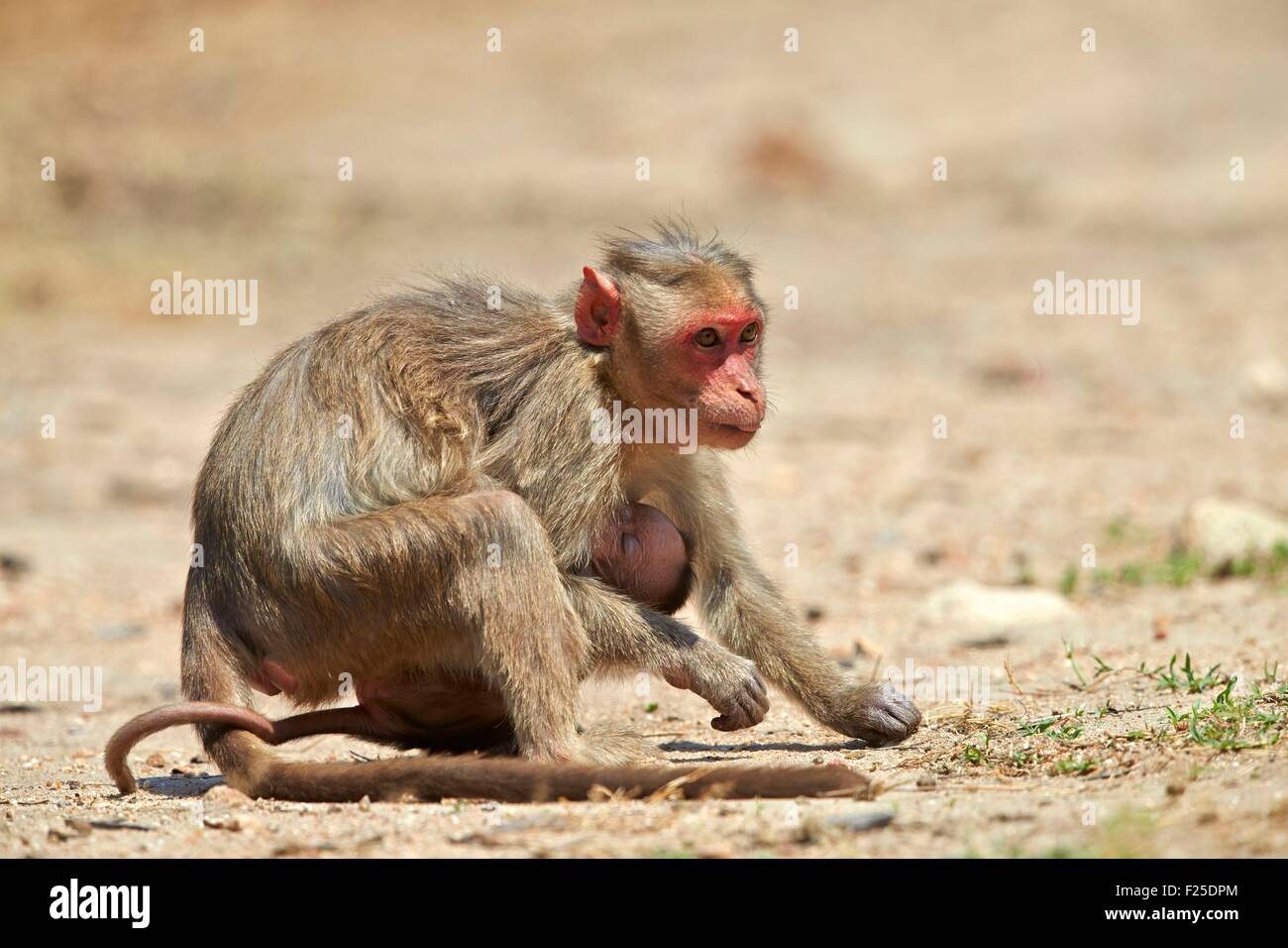 Asia, India, Karnataka, Sandur Mountain Range, Bonnet macaque (Macaca radiata), mother with baby Stock Photo