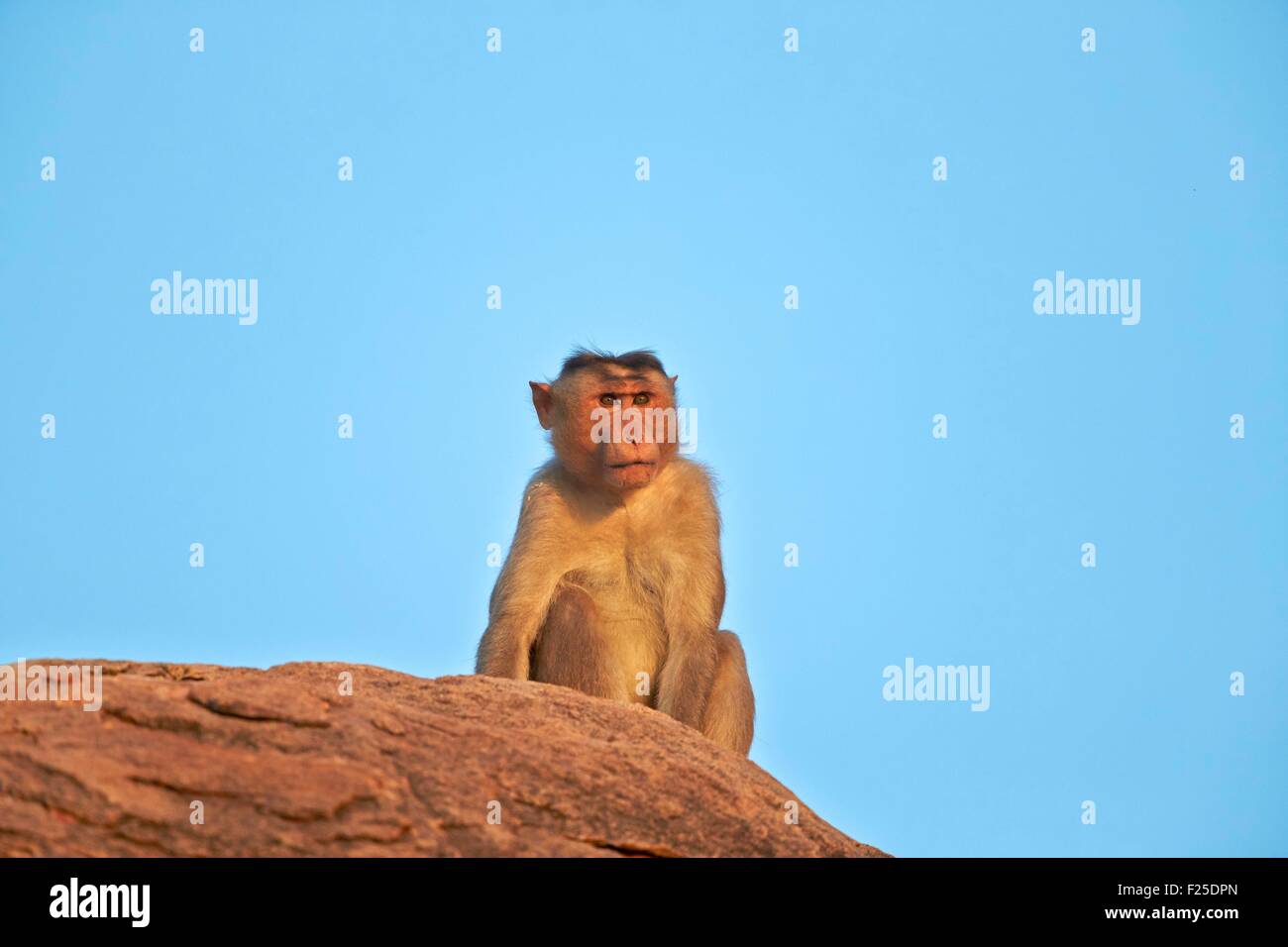 Asia, India, Karnataka, Sandur Mountain Range, Bonnet macaque (Macaca radiata), adult male Stock Photo