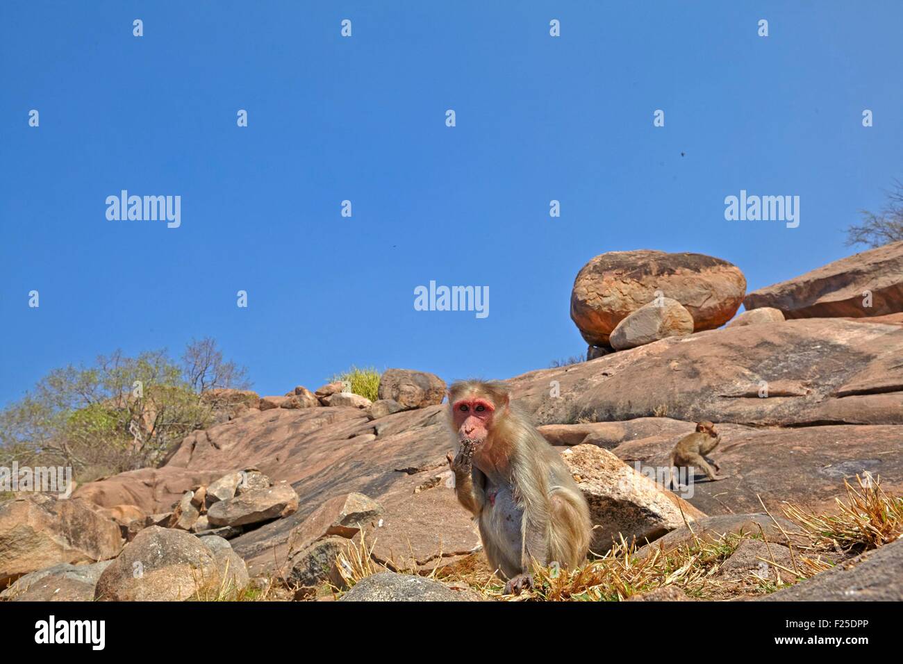 Asia, India, Karnataka, Sandur Mountain Range, Bonnet macaque (Macaca radiata), male Stock Photo