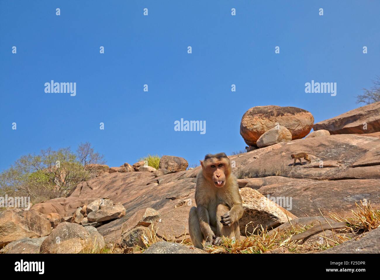 Asia, India, Karnataka, Sandur Mountain Range, Bonnet macaque (Macaca radiata), male Stock Photo