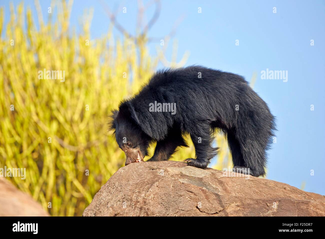 Asia, India, Karnataka, Ours lippu ou ours lippu de l'Inde (Melursus ursinus) Sloth bear (Melursus ursinus) Stock Photo