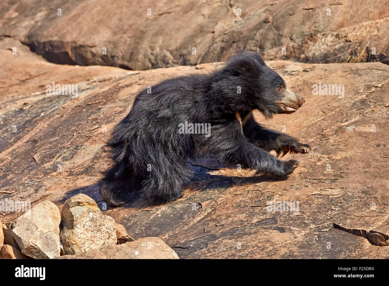 Asia india animal hi-res stock photography and images - Page 10 - Alamy Asia india animal hi-res stock photography and images - Page 10 - Alamy