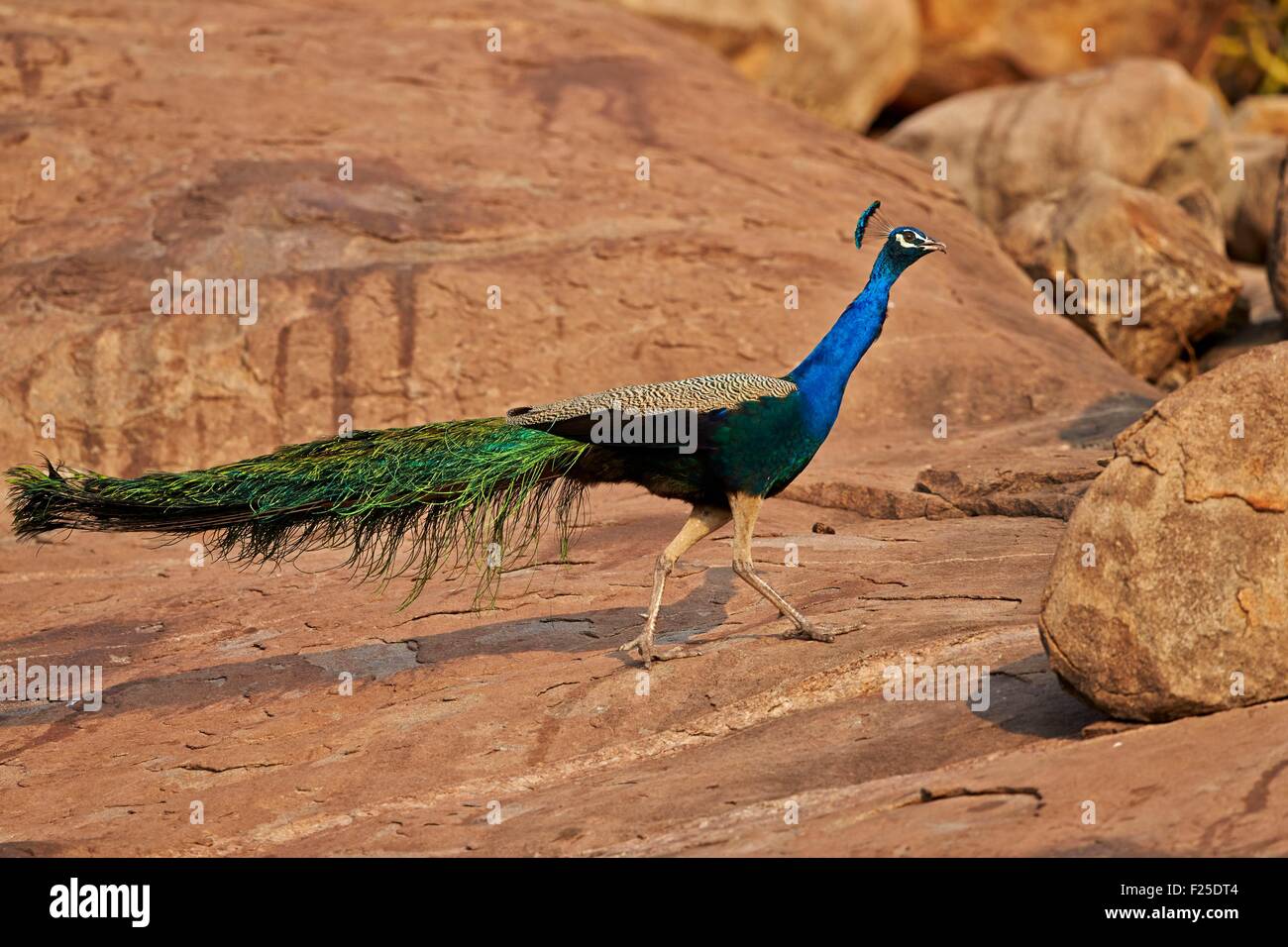 Asia, India, Karnataka, Sandur Mountain Range, Indian Peafowl or Blue Peafowl (Pavo cristatus), male Stock Photo