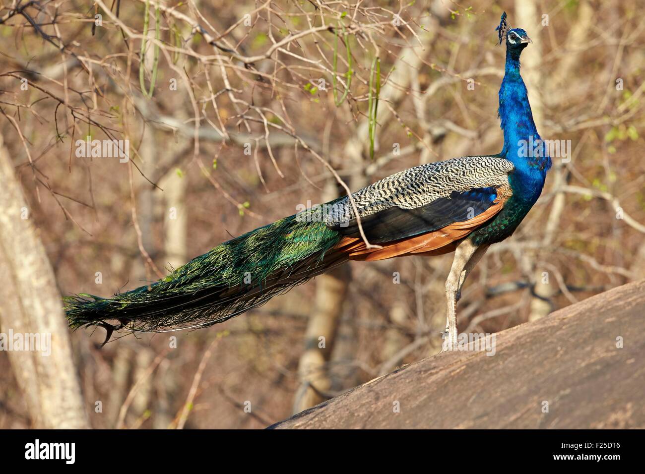 Asia, India, Karnataka, Sandur Mountain Range, Indian Peafowl or Blue Peafowl (Pavo cristatus), male Stock Photo