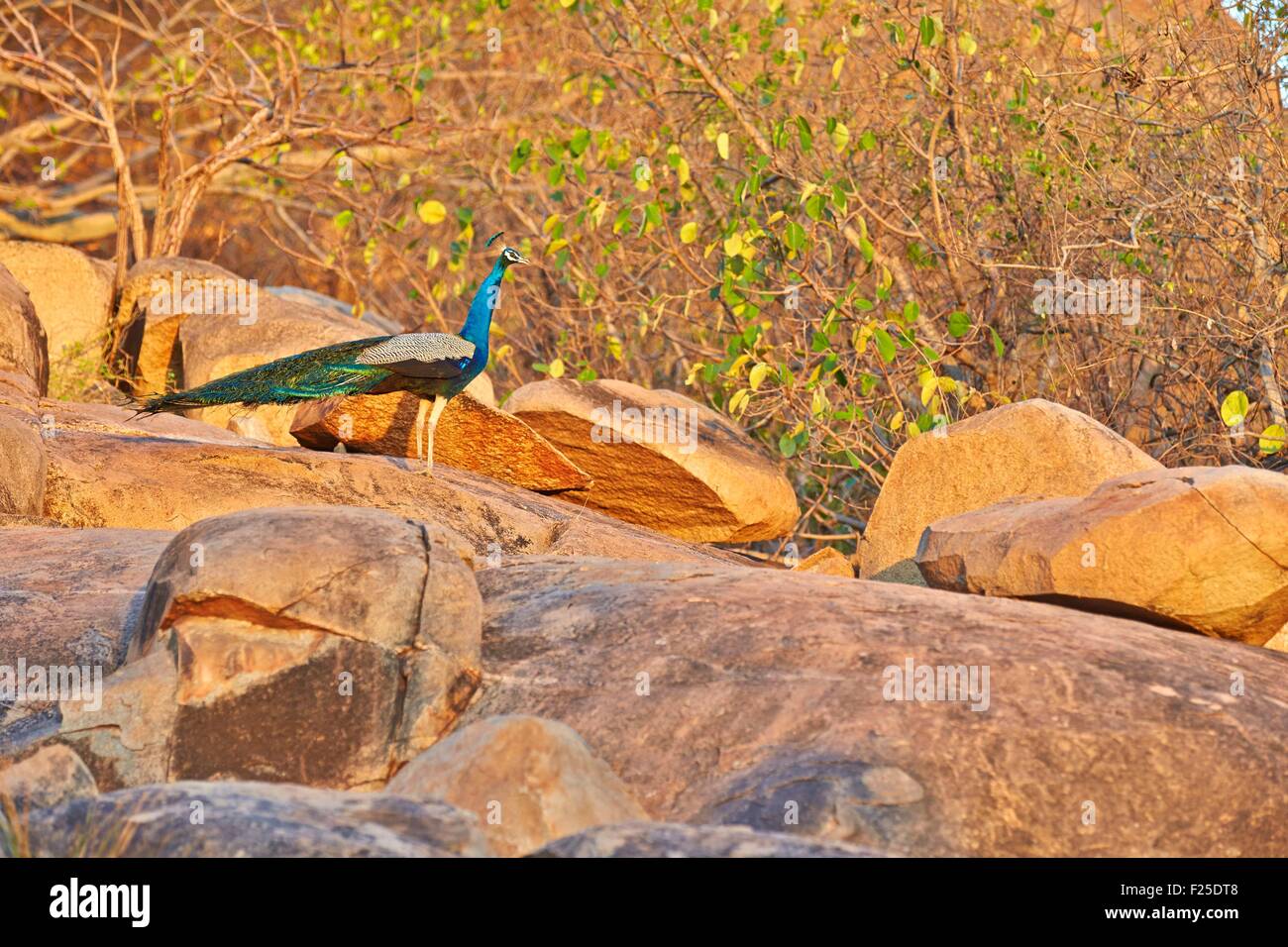 Asia, India, Karnataka, Sandur Mountain Range, Indian Peafowl or Blue Peafowl (Pavo cristatus), male Stock Photo