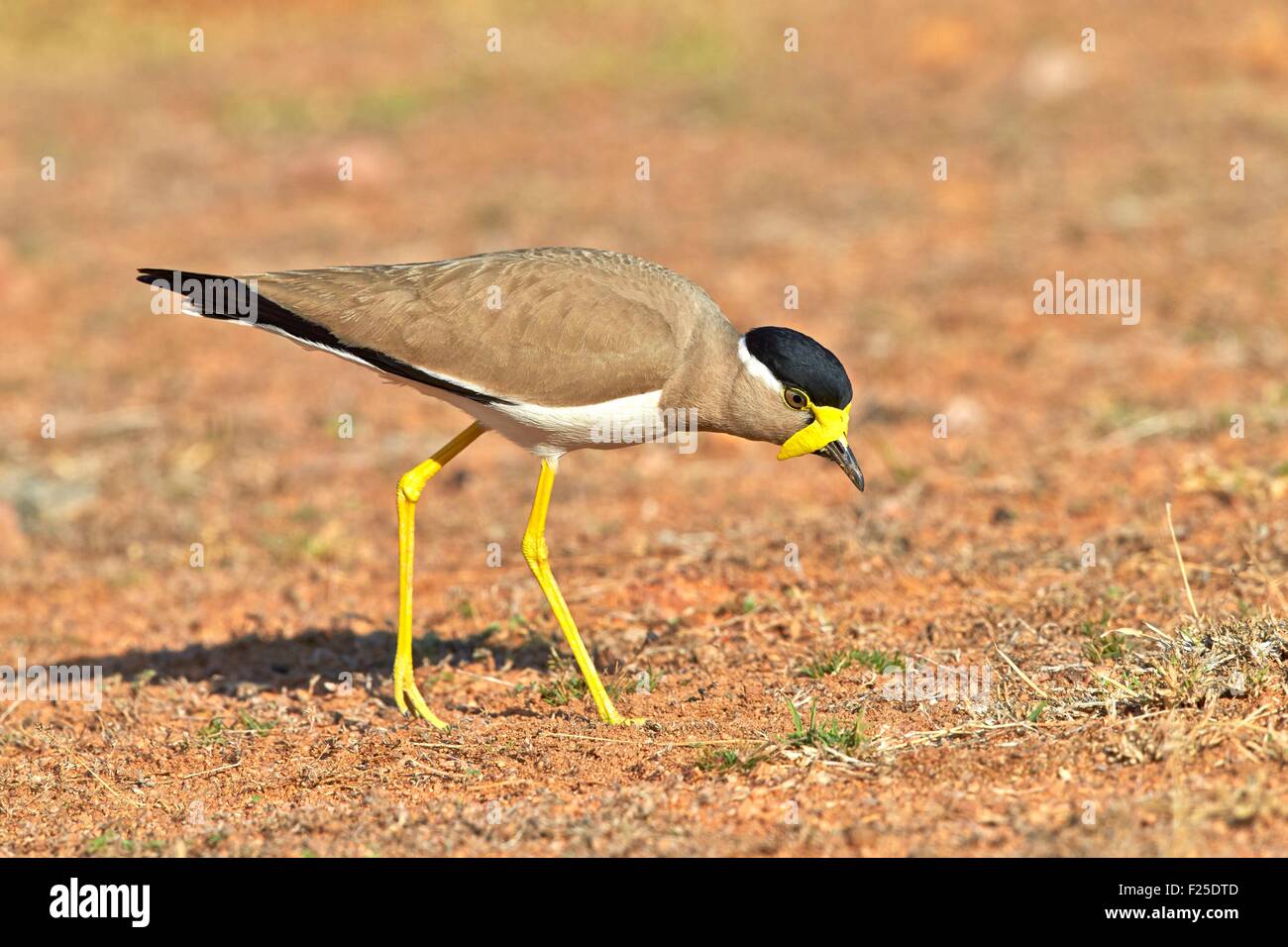 Lapwing Ranges Asia, India, Karnataka, Sandur Mountain Range, Yellow-wattled lapwing ...