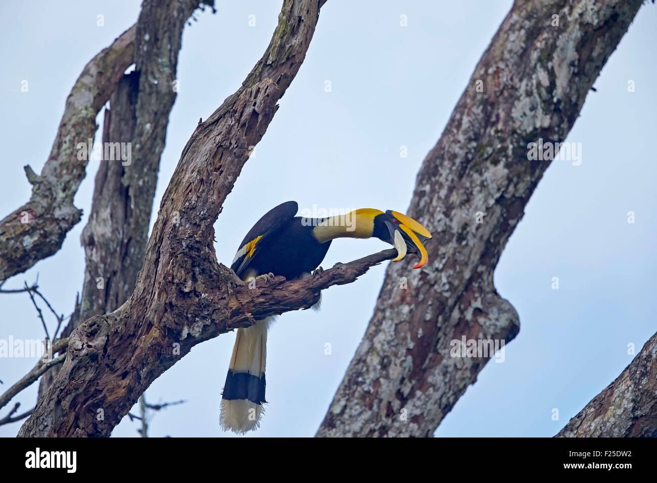 India, Tamil Nadu state, Anaimalai Mountain Range (Nilgiri hills), Great hornbill (Buceros bicornis) also known as the great Indian hornbill or great pied hornbill Stock Photo
