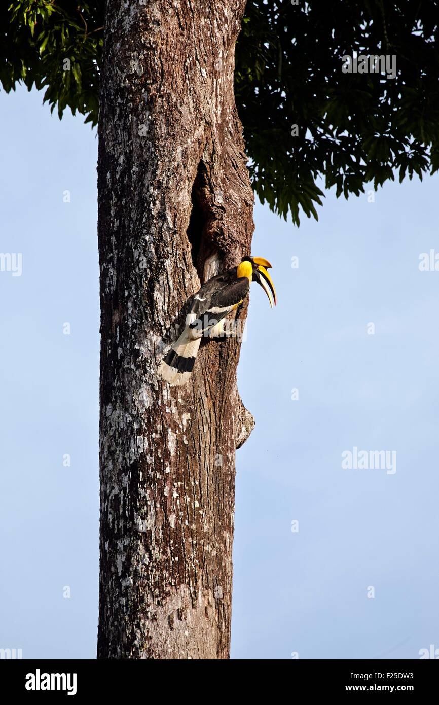 India, Tamil Nadu state, Anaimalai Mountain Range (Nilgiri hills), Great hornbill (Buceros bicornis) also known as the great Indian hornbill or great pied hornbill, male at the nest Stock Photo