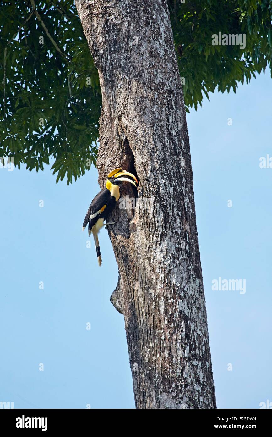 India, Tamil Nadu state, Anaimalai Mountain Range (Nilgiri hills), Great hornbill (Buceros bicornis) also known as the great Indian hornbill or great pied hornbill, male at the nest Stock Photo