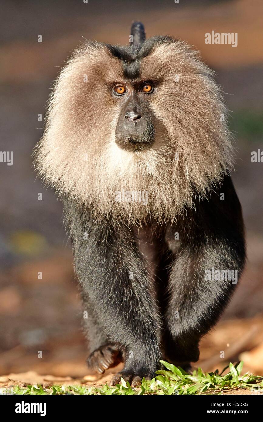India, Tamil Nadu state, Anaimalai Mountain Range (Nilgiri hills),  Lion-tailed macaque (Macaca silenus), or the