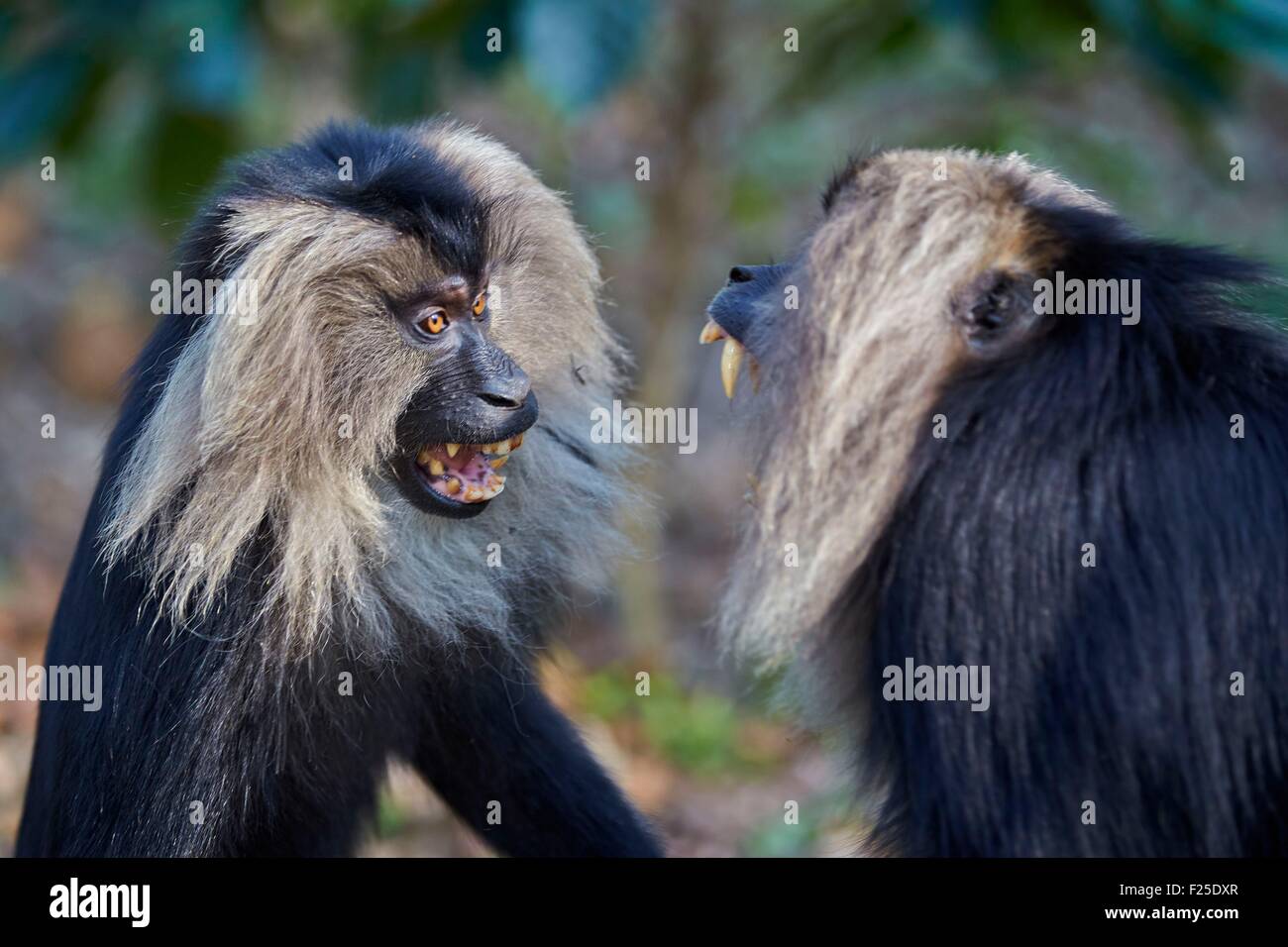 India, Tamil Nadu state, Anaimalai Mountain Range (Nilgiri hills), Lion-tailed macaque (Macaca silenus), or the Wanderoo, The lion-tailed macaque ranks among the rarest and most threatened primates, adult male dominant, aggressive posture Stock Photo