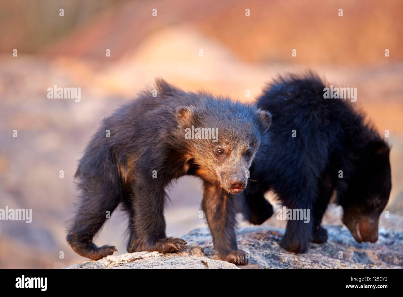 India, Karnataka state, Sandur Mountain Range, Sloth bear (Melursus ursinus), baby Stock Photo