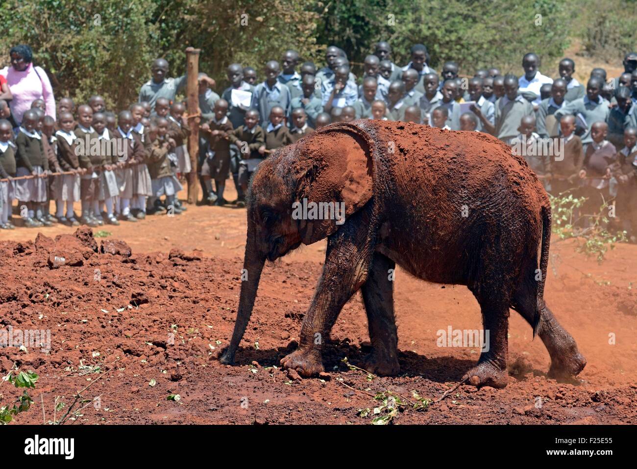 Kenya, Nairobi, the Sheldrick Elephant Orphanage, baby elephant playing