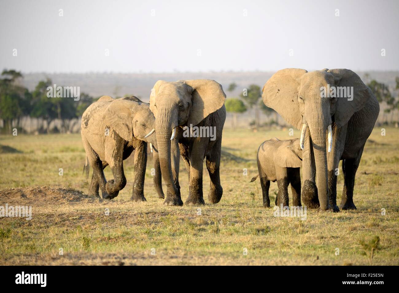 Kenya, Masai Mara Reserve, family of African Bush Elephant (Loxodonta africana) with its young Stock Photo