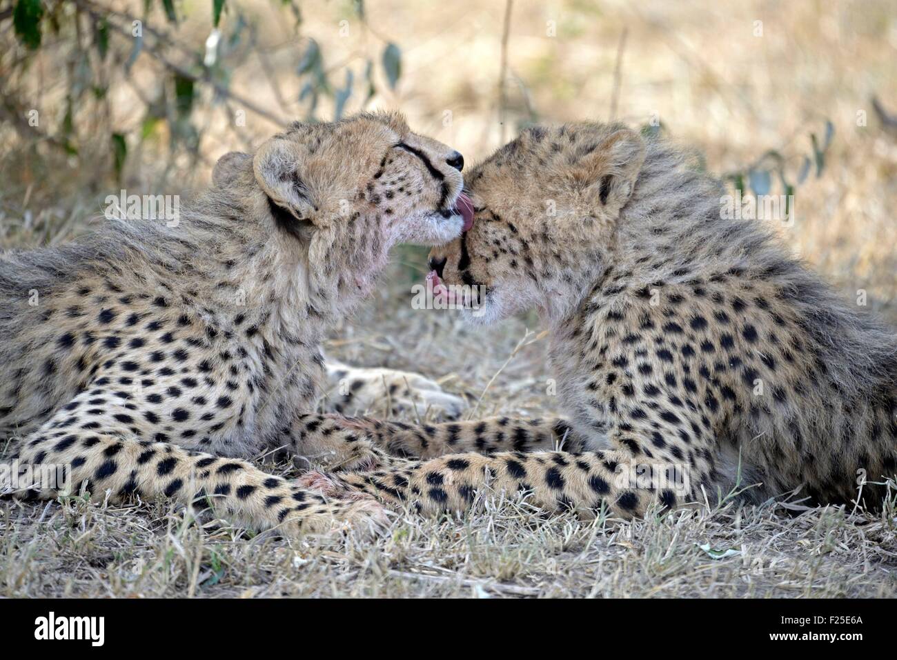 Kenya, Masai Mara Reserve, reserve, Cheetahs (Acinonyx jubatus) eating young licking the head Stock Photo