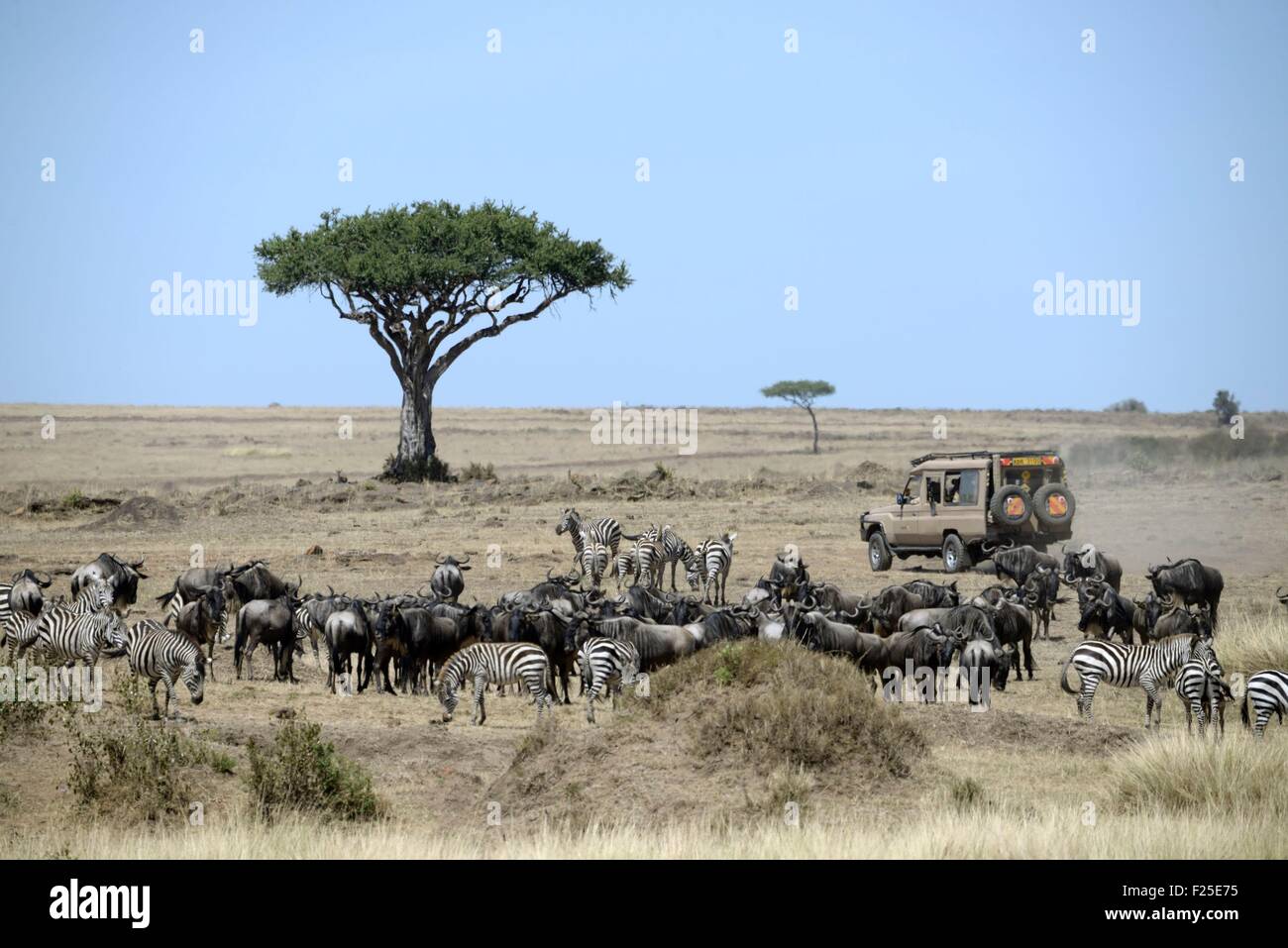 Kenya, Masai Mara Reserve, 4x4 safari vehicle in the savanna near Gnoux and Zebras Stock Photo