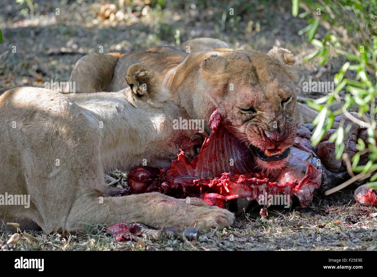 Kenya, Masai Mara Reserve, Lion (Panthera leo) eating a zebra Young Lions Stock Photo