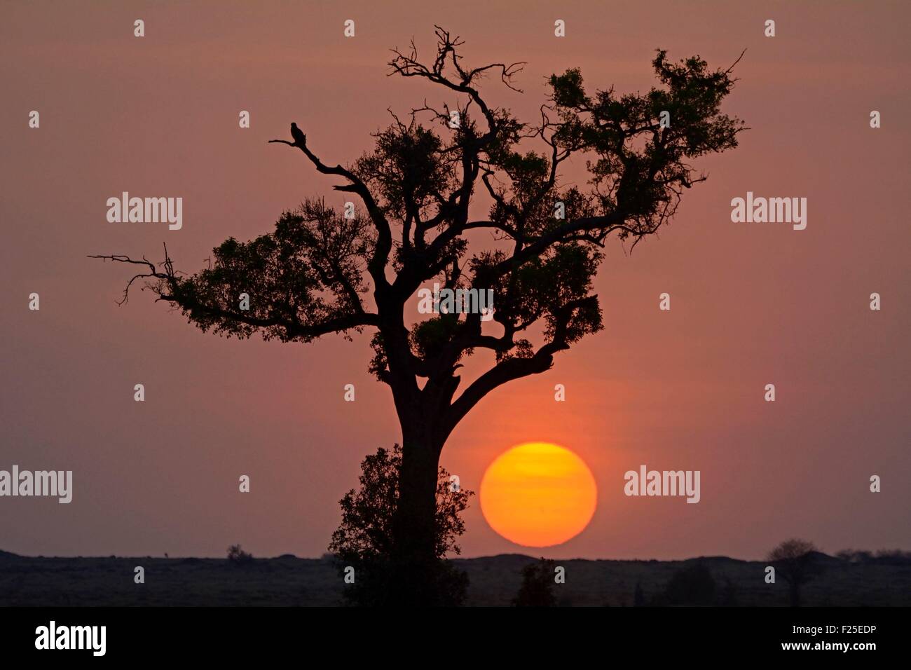 Kenya, Masai Mara Reserve, raptor perched on a tree at sunrise Stock Photo
