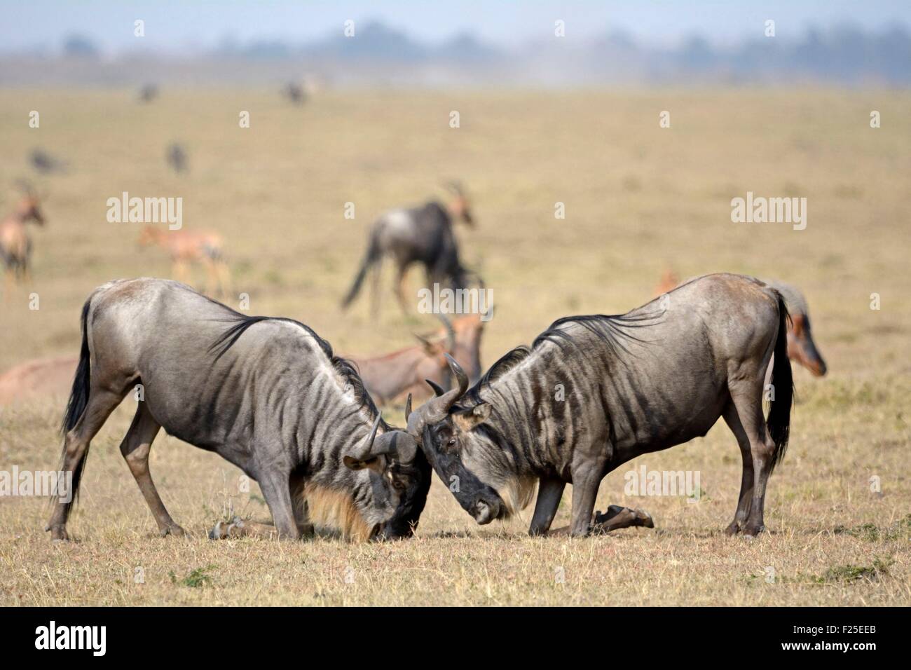 Kenya, Masai Mara Reserve, Wildebeest (Connochaetes), face to face in a game scene in Savannah Stock Photo