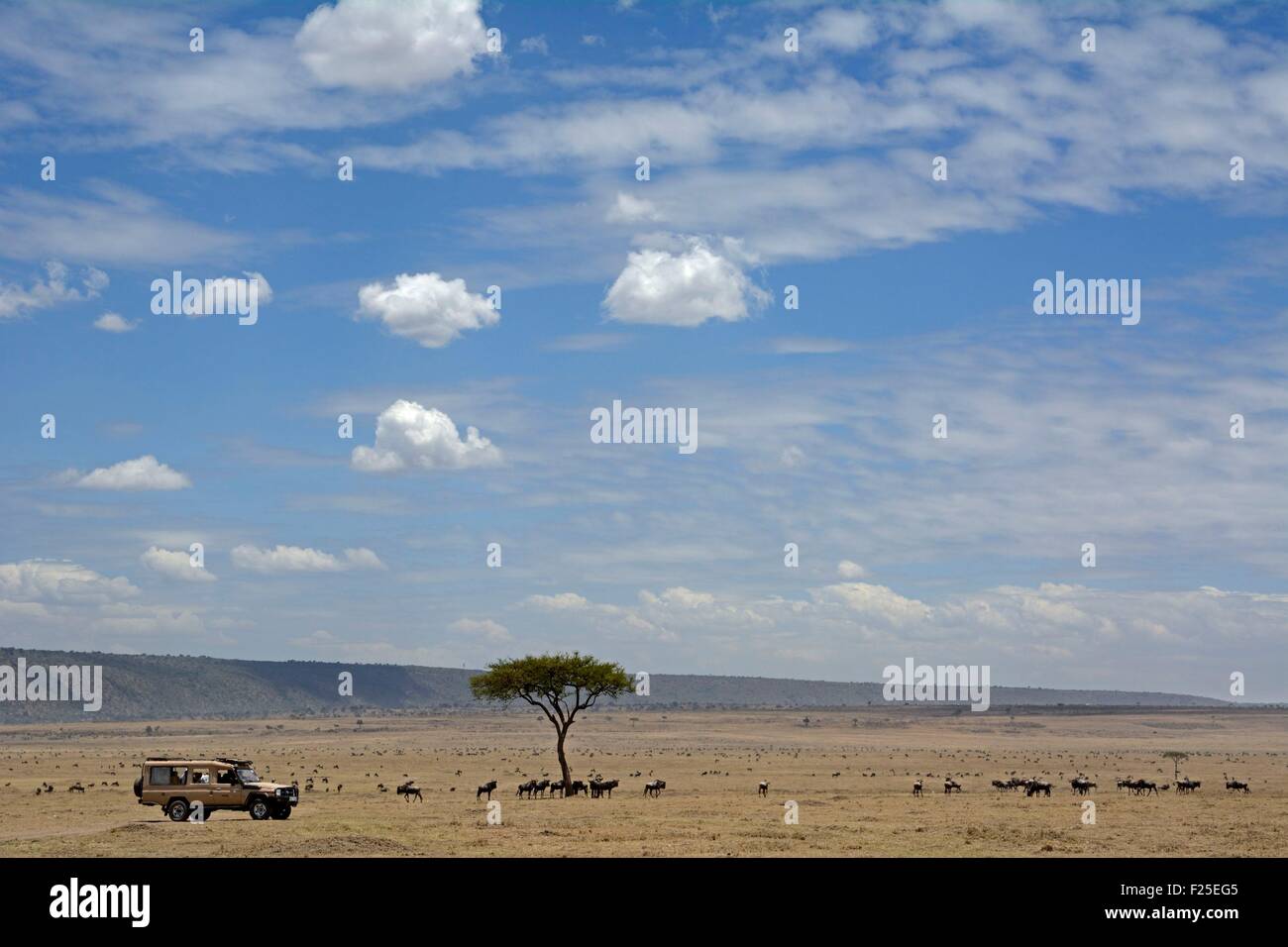 Kenya, Masai Mara Reserve, 4x4 safari vehicle in the savanna near Gnoux Stock Photo