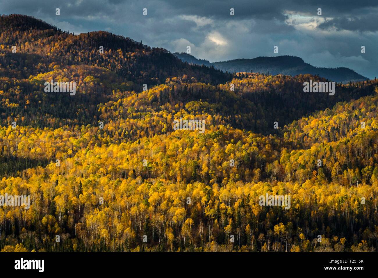 Canada, Quebec province, Parc National des MontsValin, forests in