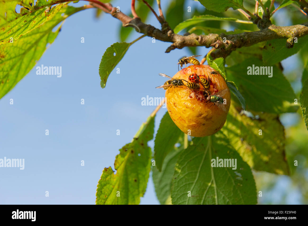 Insects on fruit Stock Photo