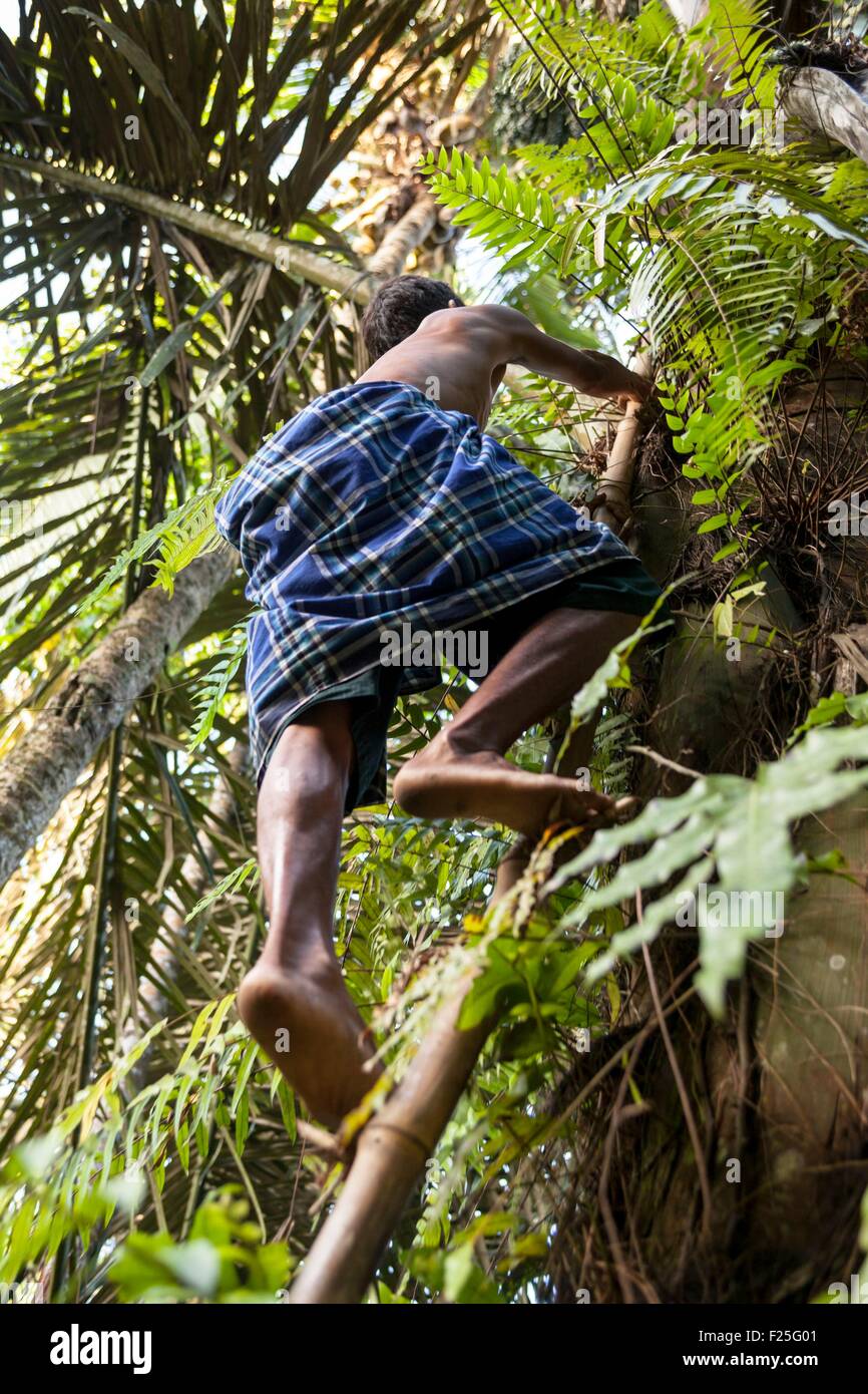 Indonesia, Sunda islands, Lombok, Sesaot, man collecting palm sugar Stock Photo
